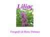 Liliac