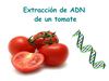 biologia tomate adn álvaro