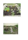 Photos du jardin