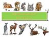 ANIMALS BOOK YEAR 1