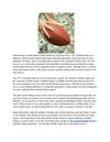 What You Need To Know About NFL Football Betting