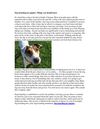 Dog boarding los angeles: Factors you should know