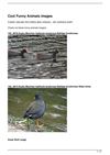 Cool Funny Animals images
