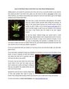 Weed for Cash