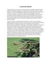 EDUCACION AMBIENTAL