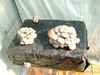 Mushroom Cultivation At Home