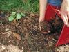 Mushroom Cultivation Procedure