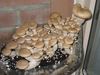 Mushroom Production - Production Of Mushroom