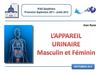 Anatomie de l'appareil urinaire (2012)