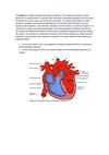 EL CORAZON