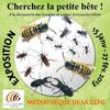 Animations sur les insectes