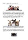 Qualities you will want to look for choosing small dog harness