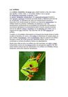Anfibios