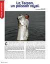 Le tarpon, un poisson royal (Ph. Lainé)