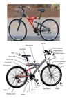 anatomie VTT