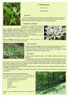 Plante du mois de mars 2013, l'Ail des ours