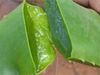 Herpes Zoster Tratamiento Natural