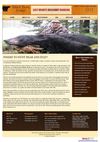 Where to hunt bear and stay?