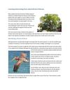 Learning Interesting Facts about Brown Pelicans